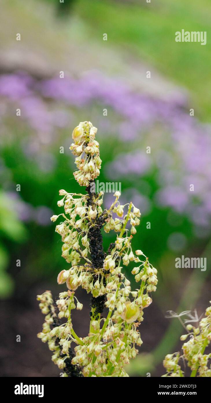 Colony of black aphids on a flower. Garden parasitic pests on a plant. The background.  Stock Photo