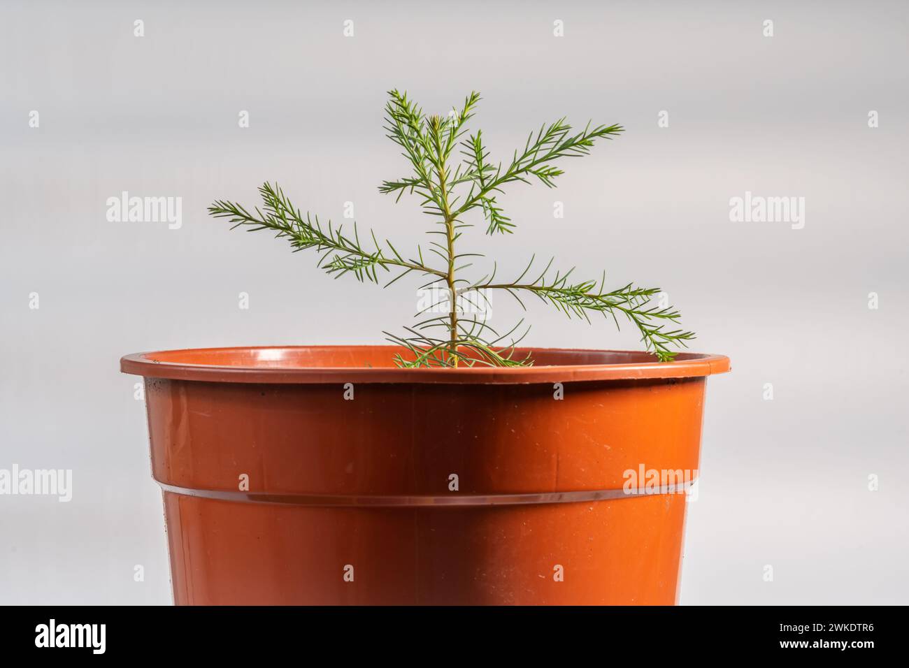 one year old giant sequoia tree isolated in the pot, growing Sequoiadendron giganteum at home Stock Photo
