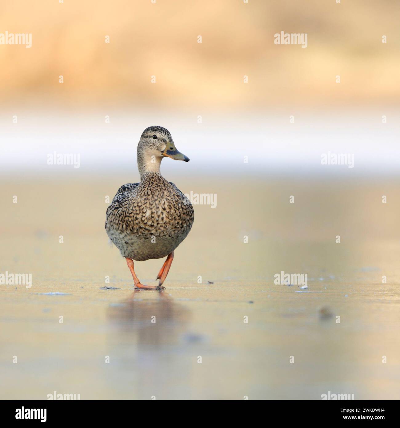 Mallard / Wild Duck / Stockente ( Anas platyrhynchos ) , lonsesome female, walks over a frozen lake, funny frontal low point of view, waddling gait, w Stock Photo