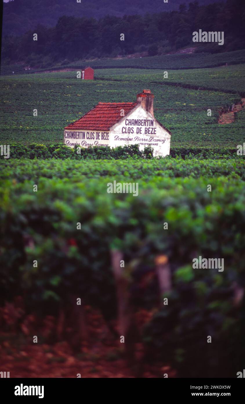 Vineyards of Chambertin, Gevrey-Chambertin, Côte-d'or, Burgundy, France Stock Photo