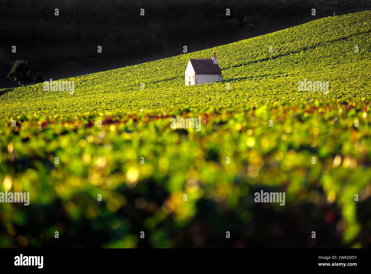 Vineyards of Aloxe-Corton, Côte-d'or, Burgundy, France Stock Photo