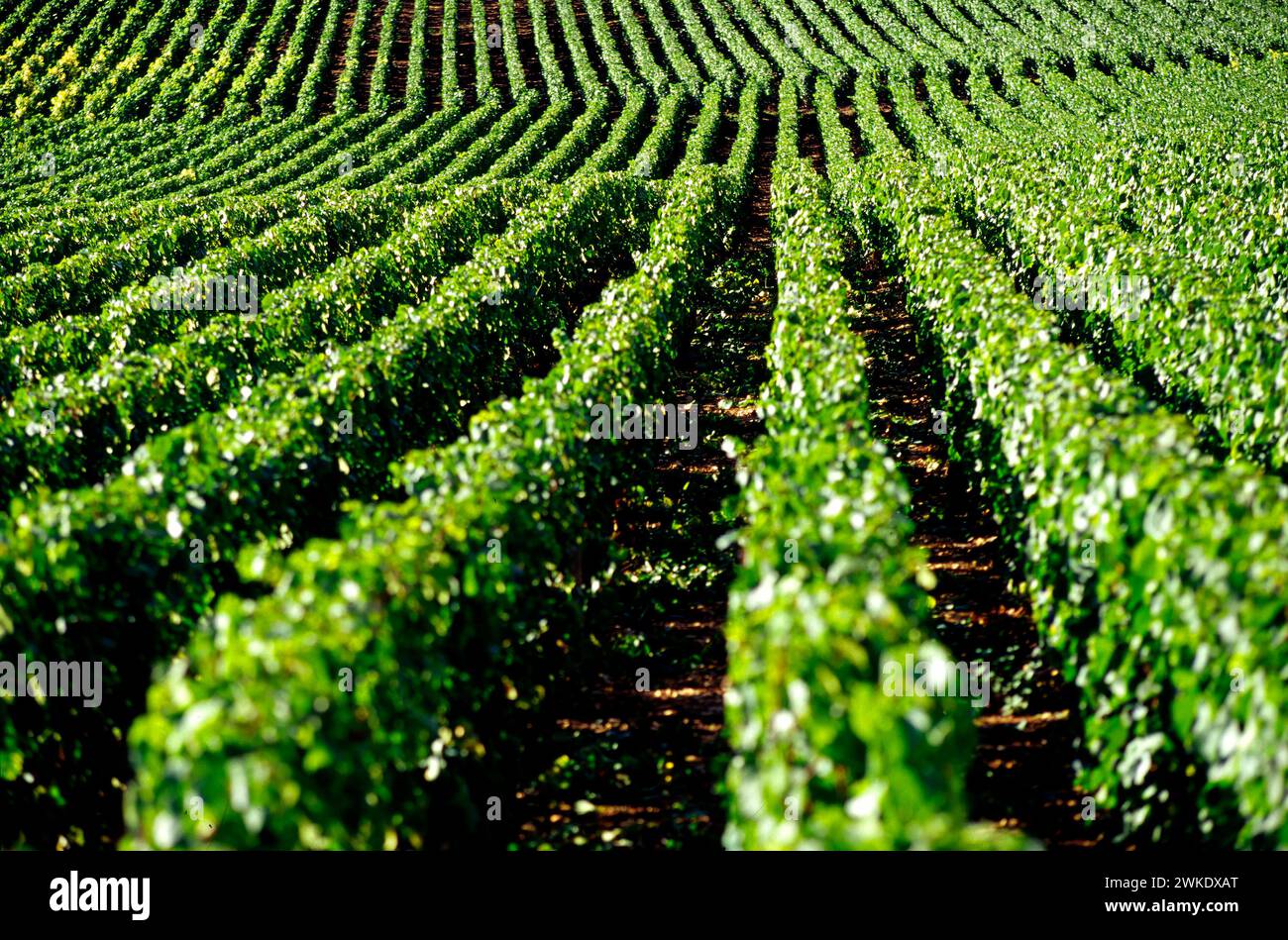 Vineyards of the Côte-d'or, Burgundy, France Stock Photo