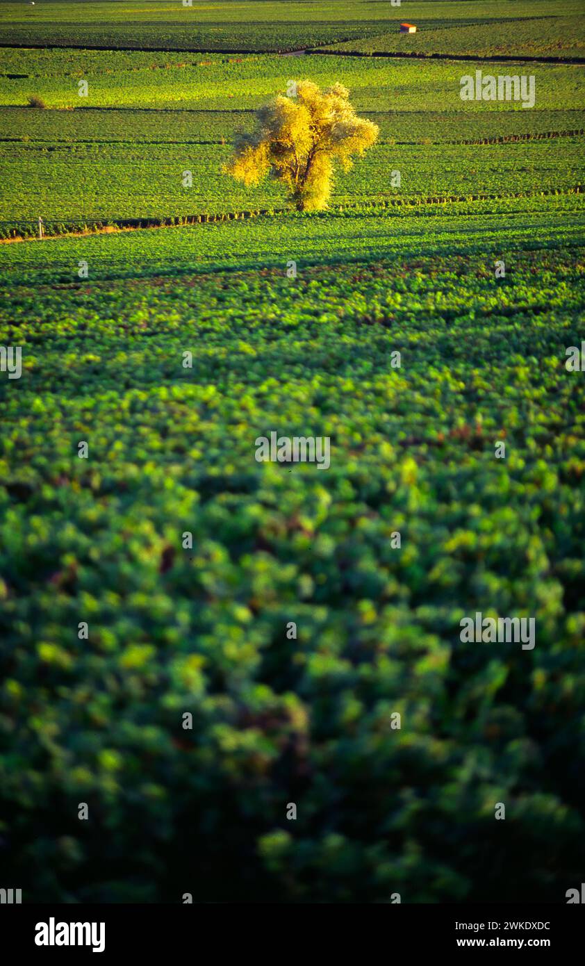 Vineyards of the Côte-d'or, Burgundy, France Stock Photo