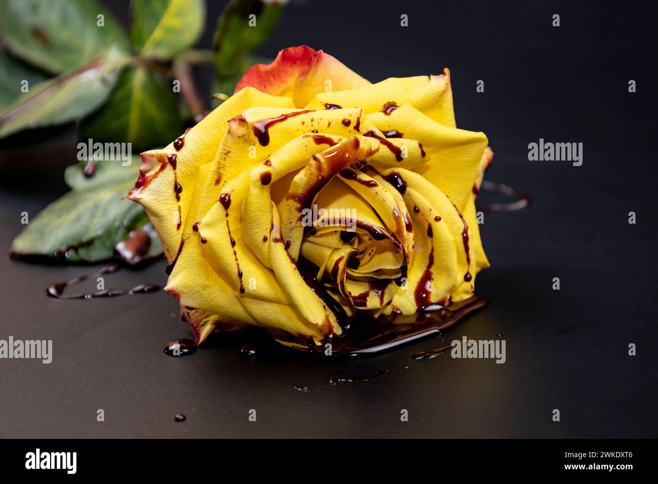 Concept with yellow rose and red blood on dark background. The beautiful rose on bloody background. Stock Photo