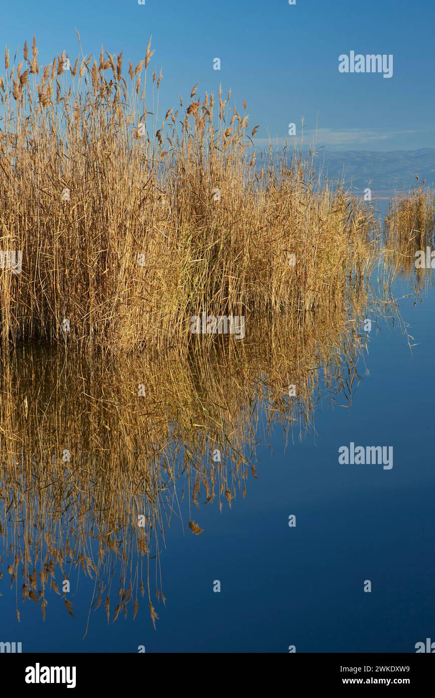 Reed and cane hi-res stock photography and images - Alamy