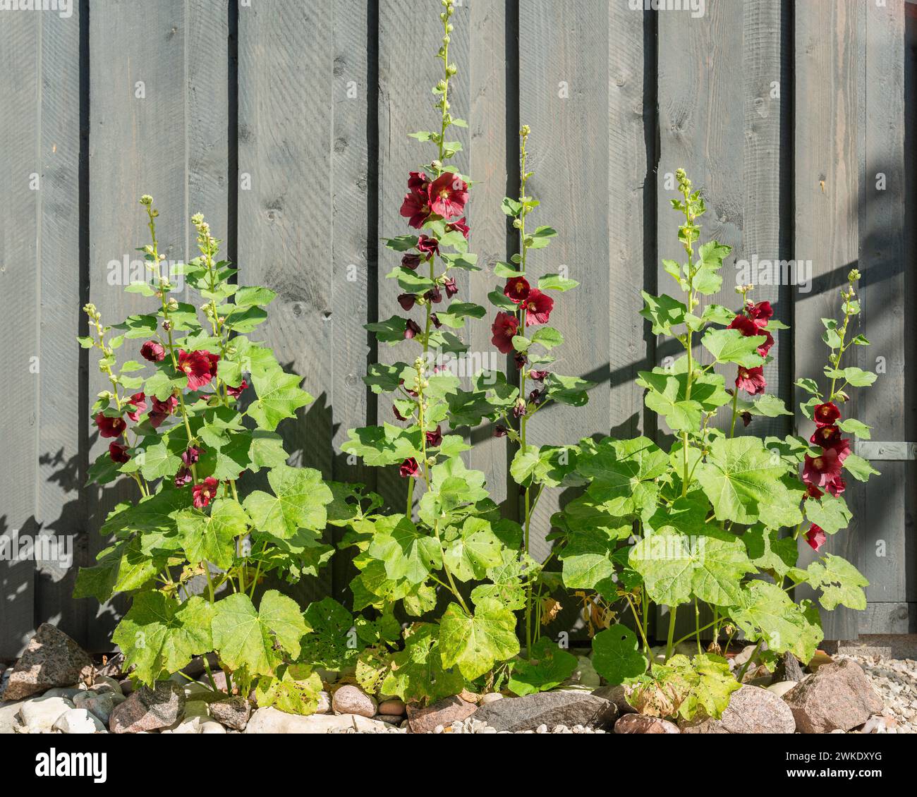 Hollyhocks (Alcea rosea). Grandma's flower garden. Vintage flowers from Grandma’s garden. Old Fashioned hollyhocks. Stock Photo