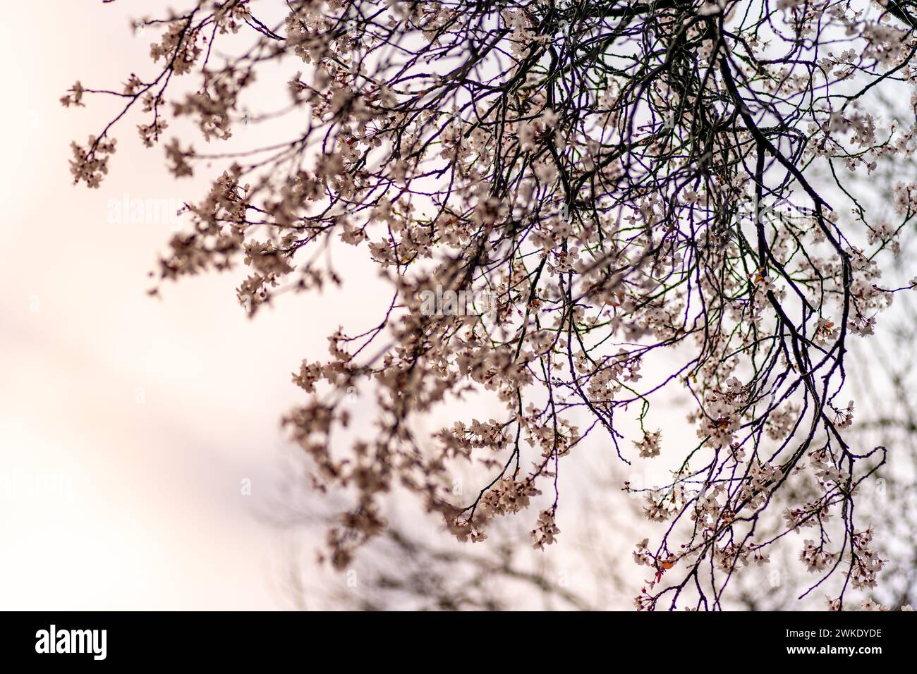 Cherry blossom on branches against the sky. Spring background. Stock Photo