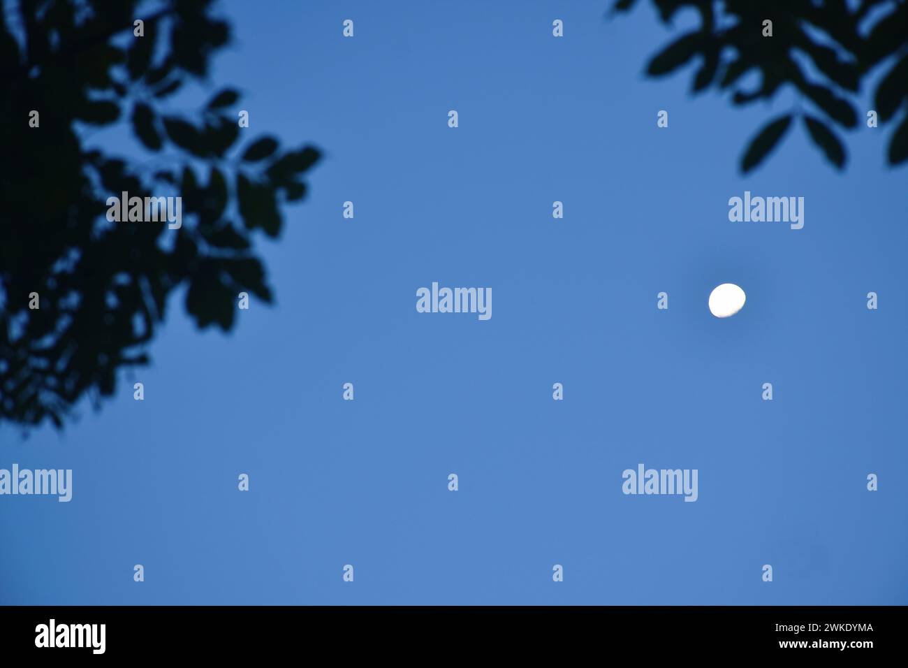 half moon floating on sky with blurry silhouette olive leaf foreground Stock Photo