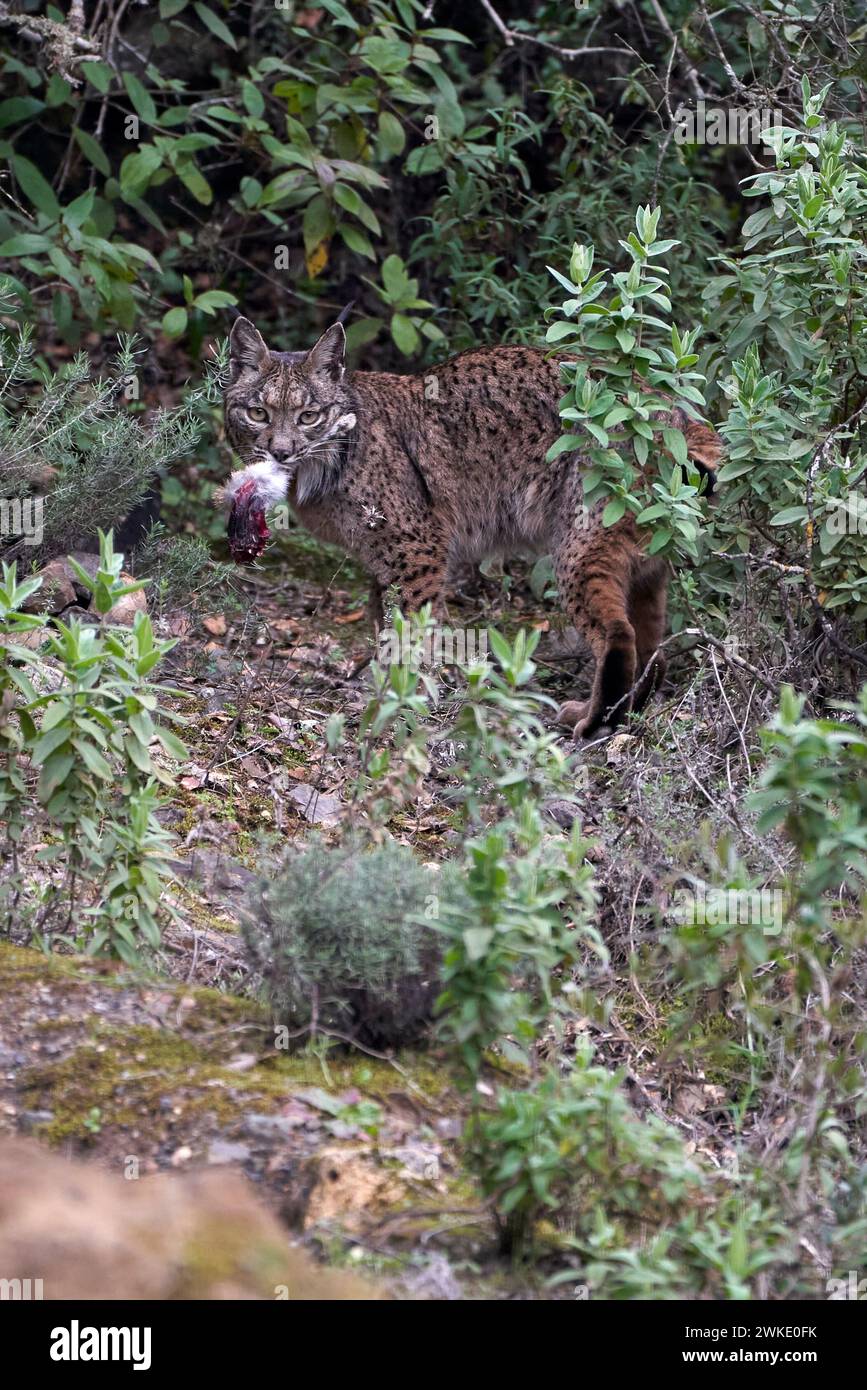 Beautiful portrait of an Iberian lynx vertically with a rabbit's foot ...