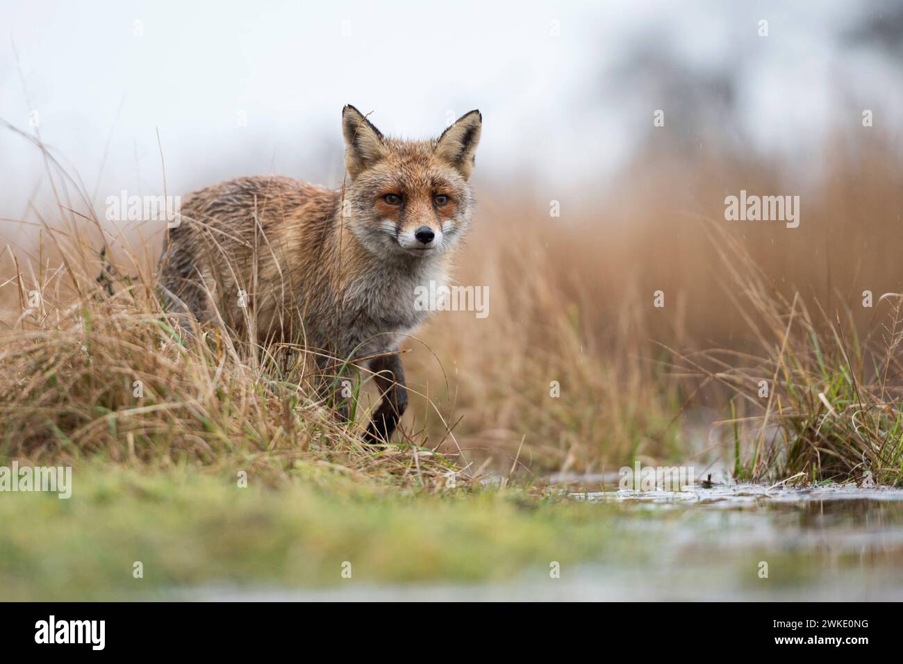 Fuchs / Rotfuchs  Vulpes vulpes  am Rande eines Gewässers, jagt im Sumpfgebiet, beobachtet aufmerksam, beeindruckende tiefe Aufnahmeperspektive, aus Froschperspektive, heimische Tierwelt, wildlife, Europa. *** Red Fox  Vulpes vulpes  at the edge of a body of water, hunting in marshland, watches attentively, impressive low point of view, wildlife, Europe. Niederlande, Westeuropa Stock Photo