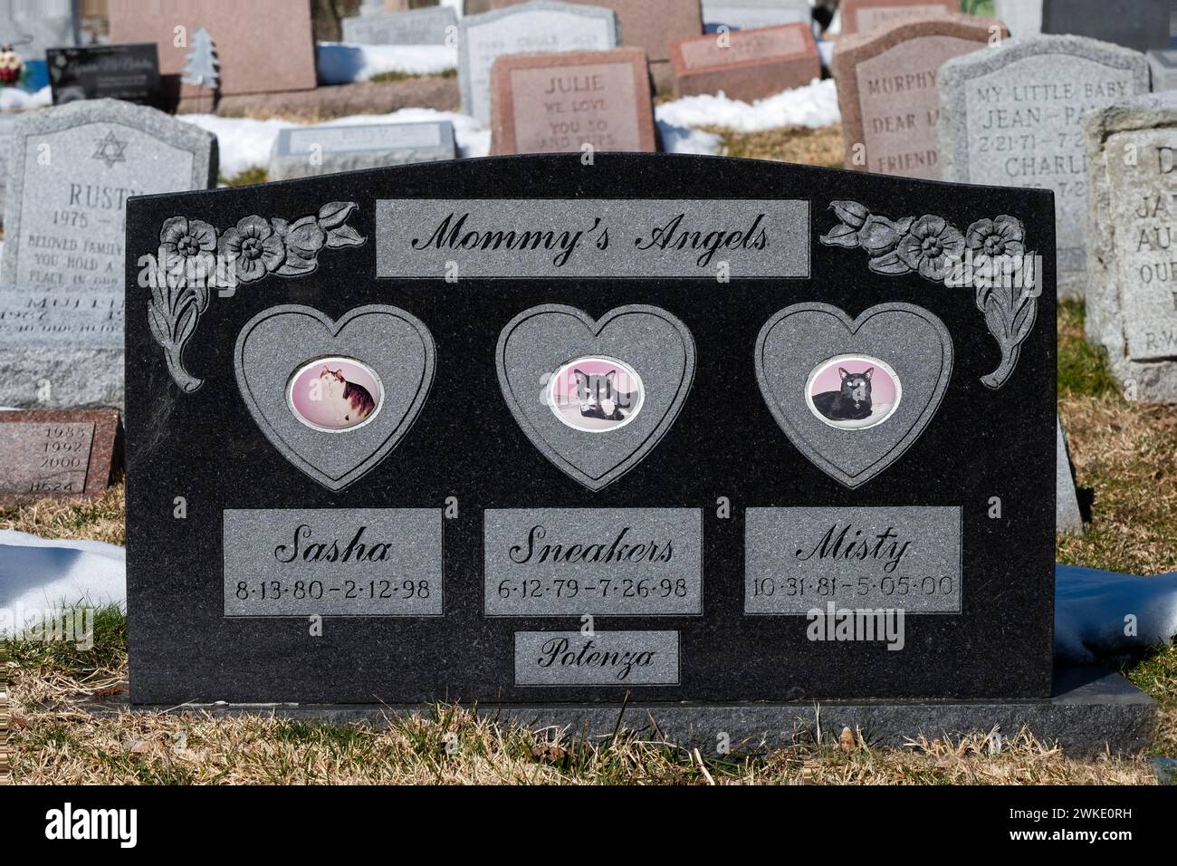 A large wide black headstone with photos for Mommy's Angels, 3 family cats that passed. In westchester, New York. Stock Photo