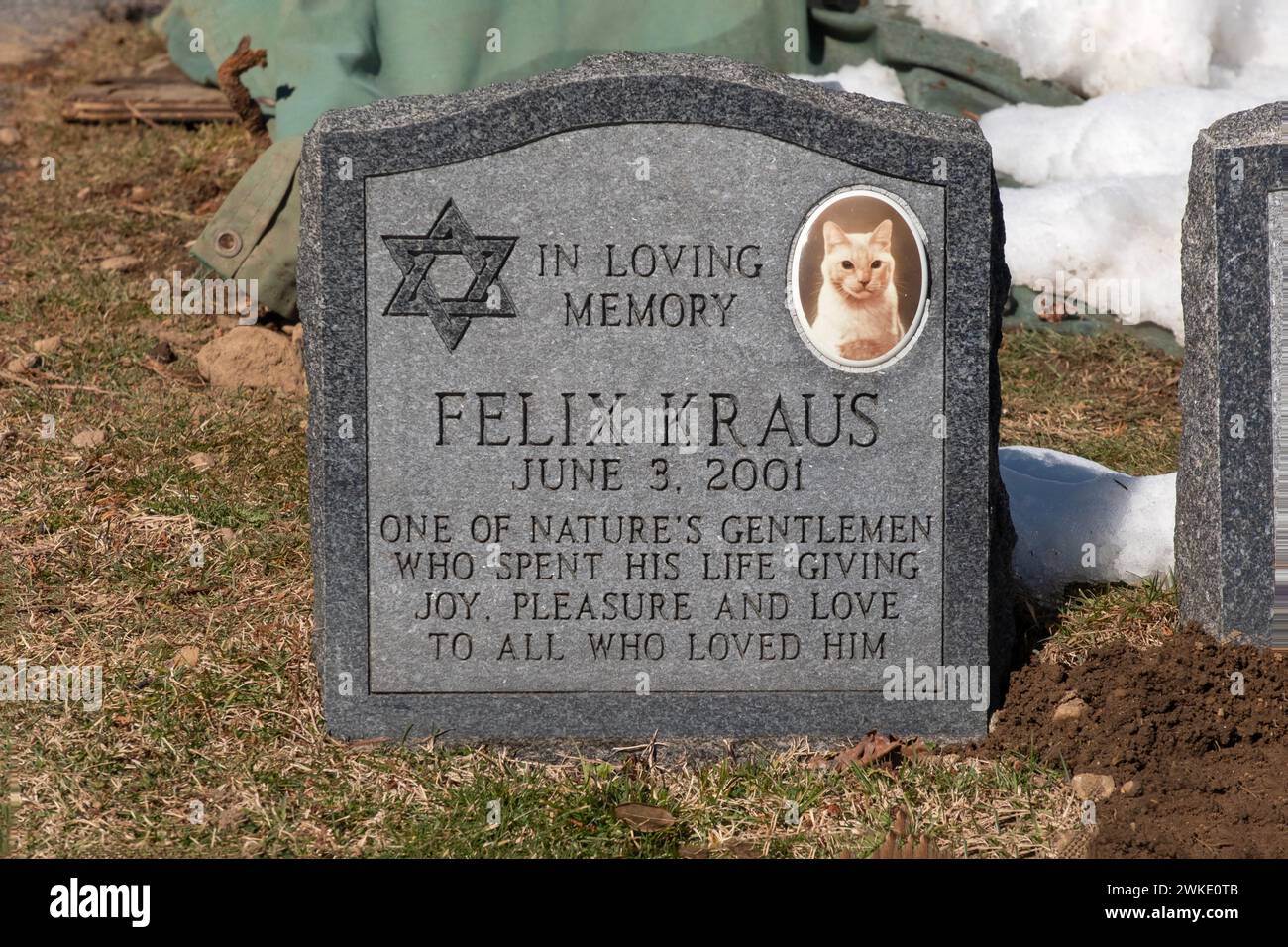An headstone with a Star of David for Felix Kraus, a cat. In the Hartsdale Canine Cemetery in Westchester, New York. Stock Photo