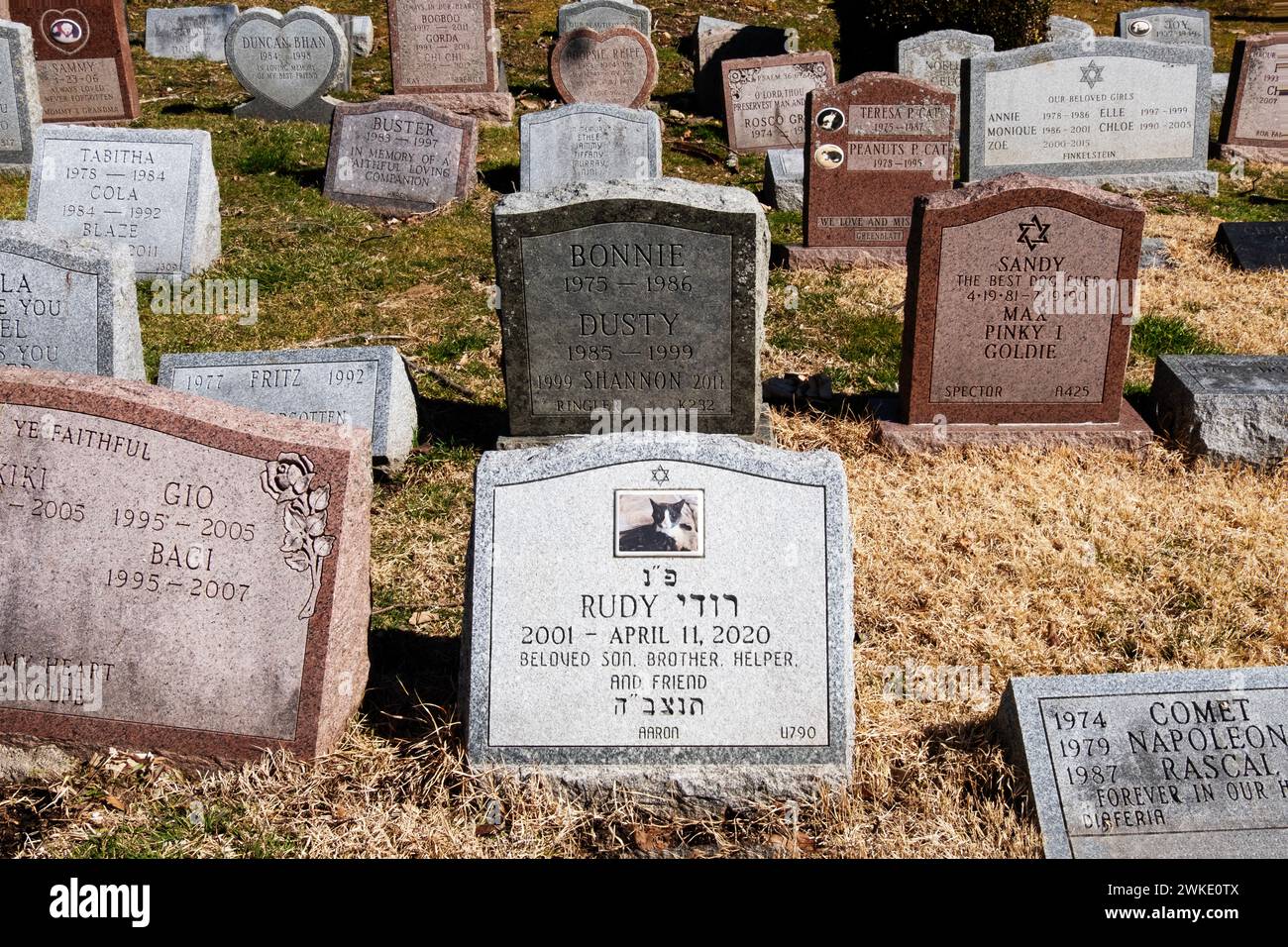 Headstones at the Hartsdale Canine Cemetery, a resting lace for animals in Westchester, New York. A few have the Star of David. Stock Photo