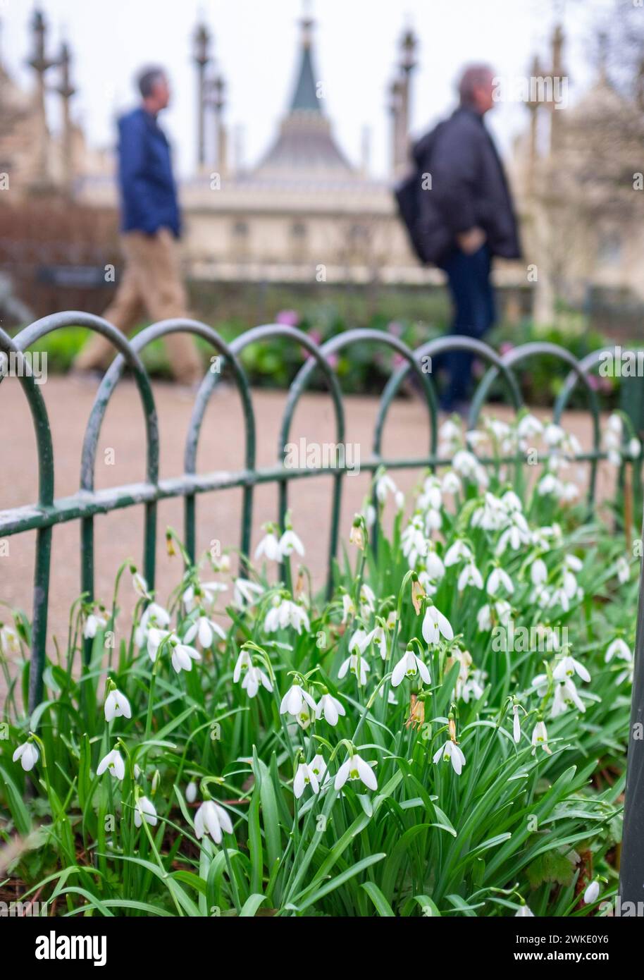 Brighton UK 20th February 2024 Snowdrops in full bloom around