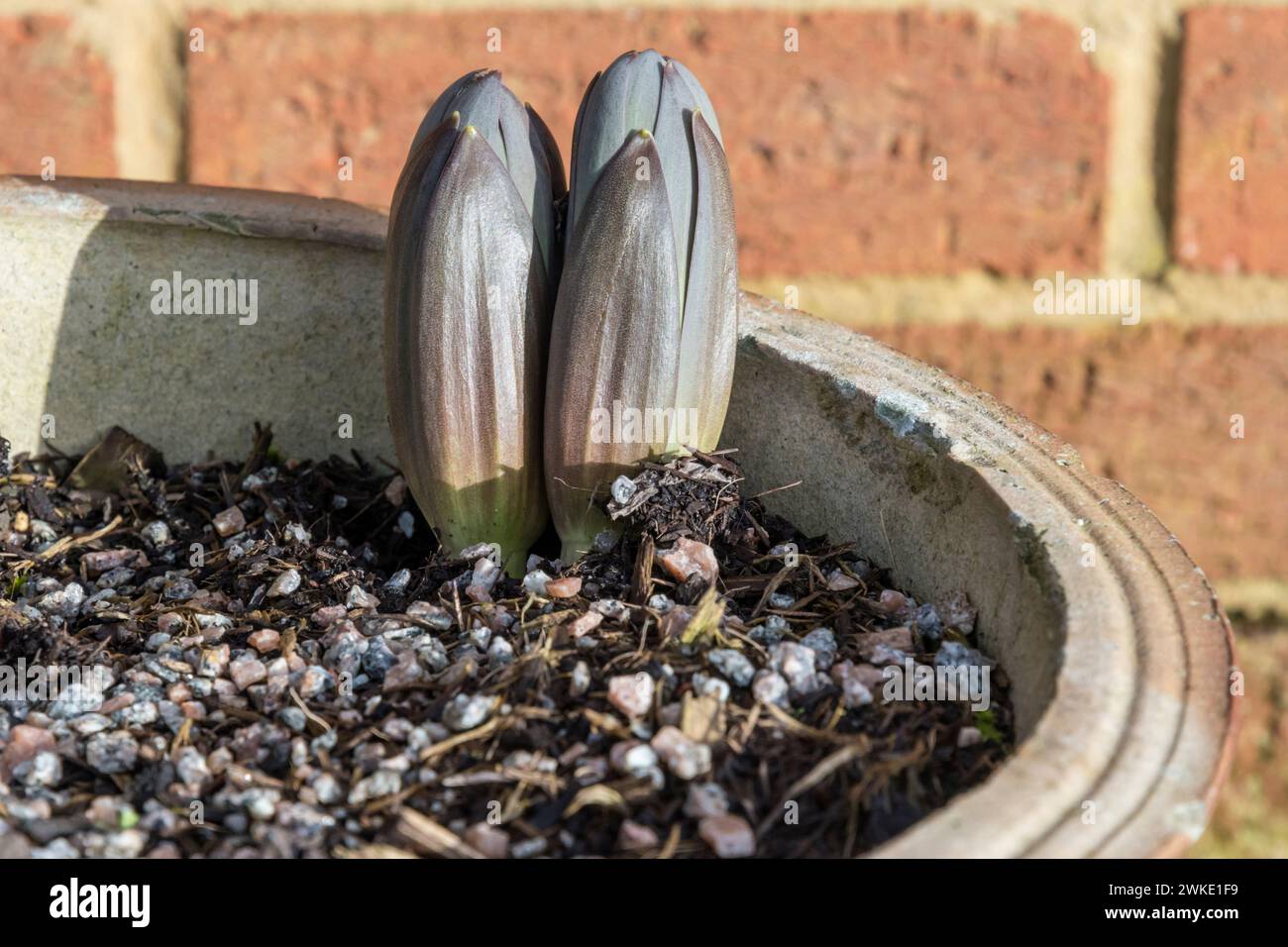 Bulbs of a Persian lily, Fritillaria persica, growing in a pot and breaking through the soil in February. Stock Photo