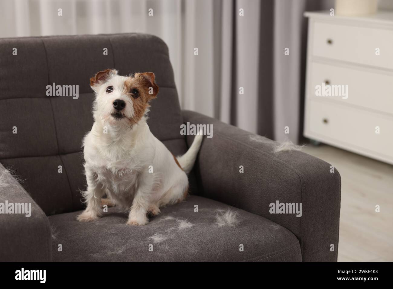 Cute dog sitting on armchair with pet hair at home Stock Photo - Alamy