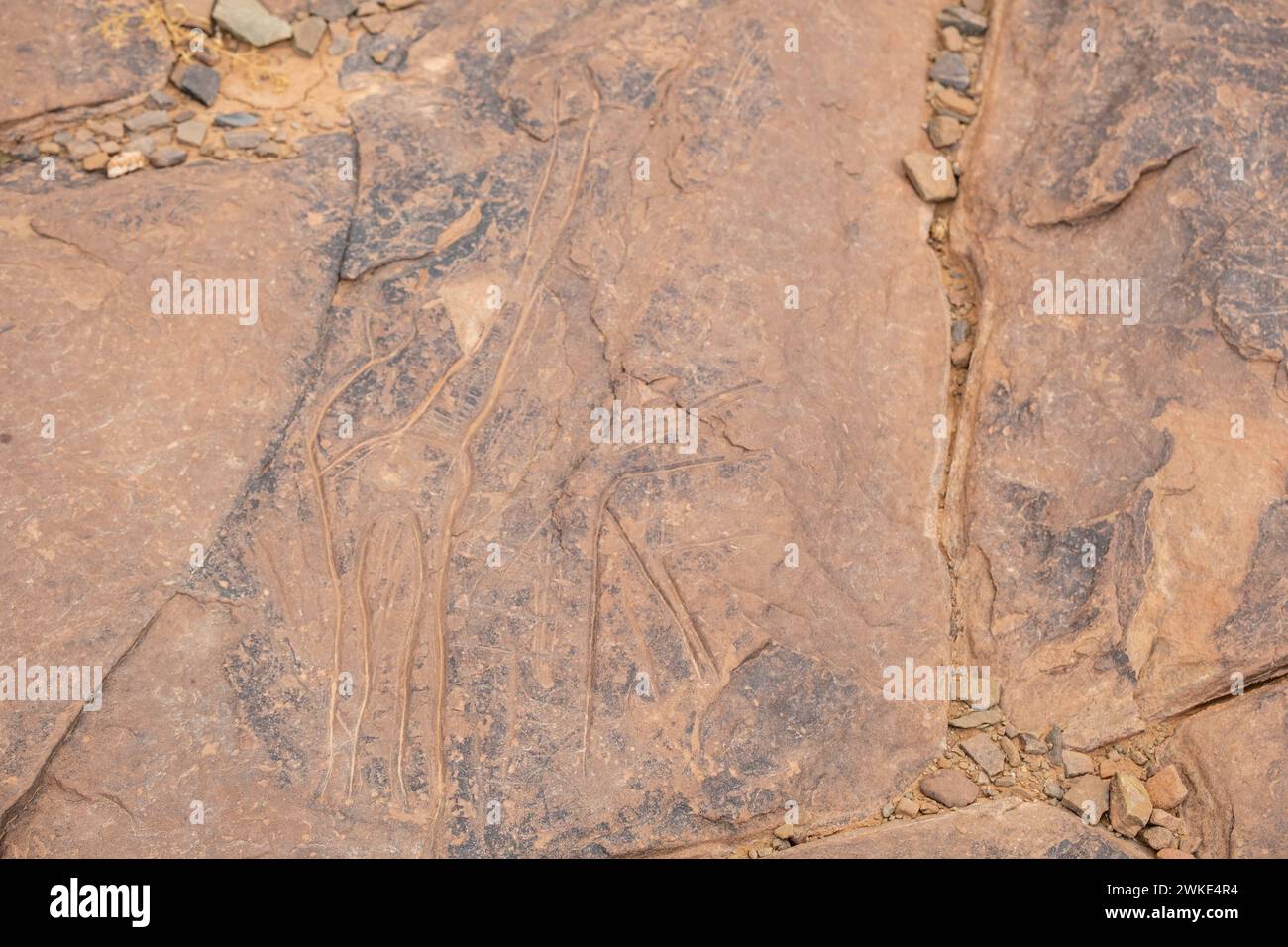 petroglifo de jirafa, yacimiento rupestre de Aït Ouazik, finales del Neolítico, Marruecos, Africa. Stock Photo