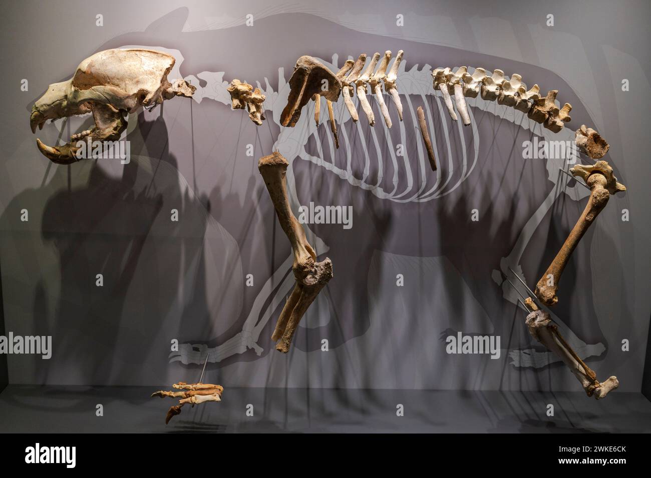 cave bear (Ursus spelaeus), Late Pleistocene, Museum of prehistory and archeology (MUPAC), Santander, Cantabria, Spain. Stock Photo