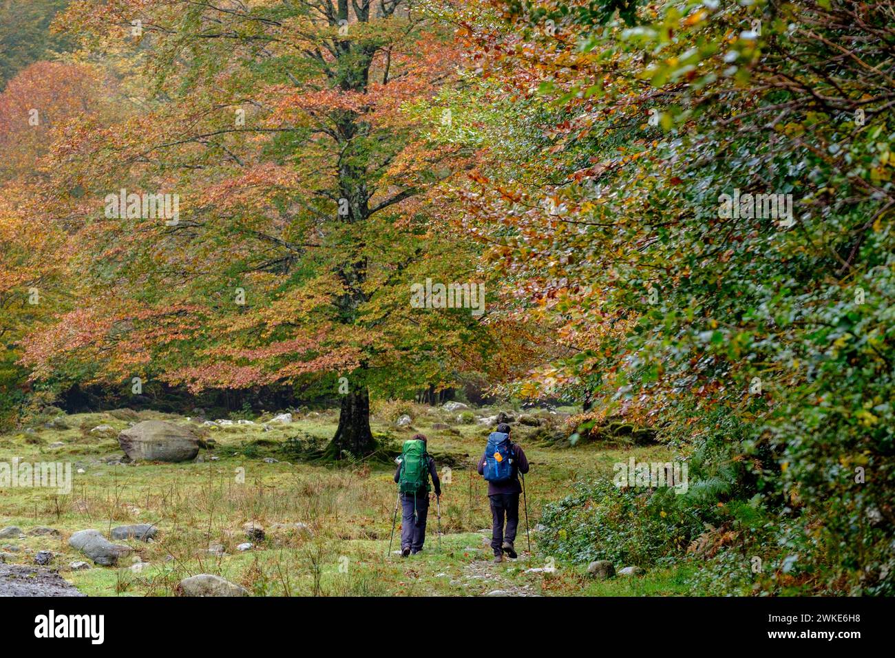 bosque de Bordes, valle de Valier -Riberot-, Parque Natural Regional de los Pirineos de Ariège, cordillera de los Pirineos, Francia. Stock Photo