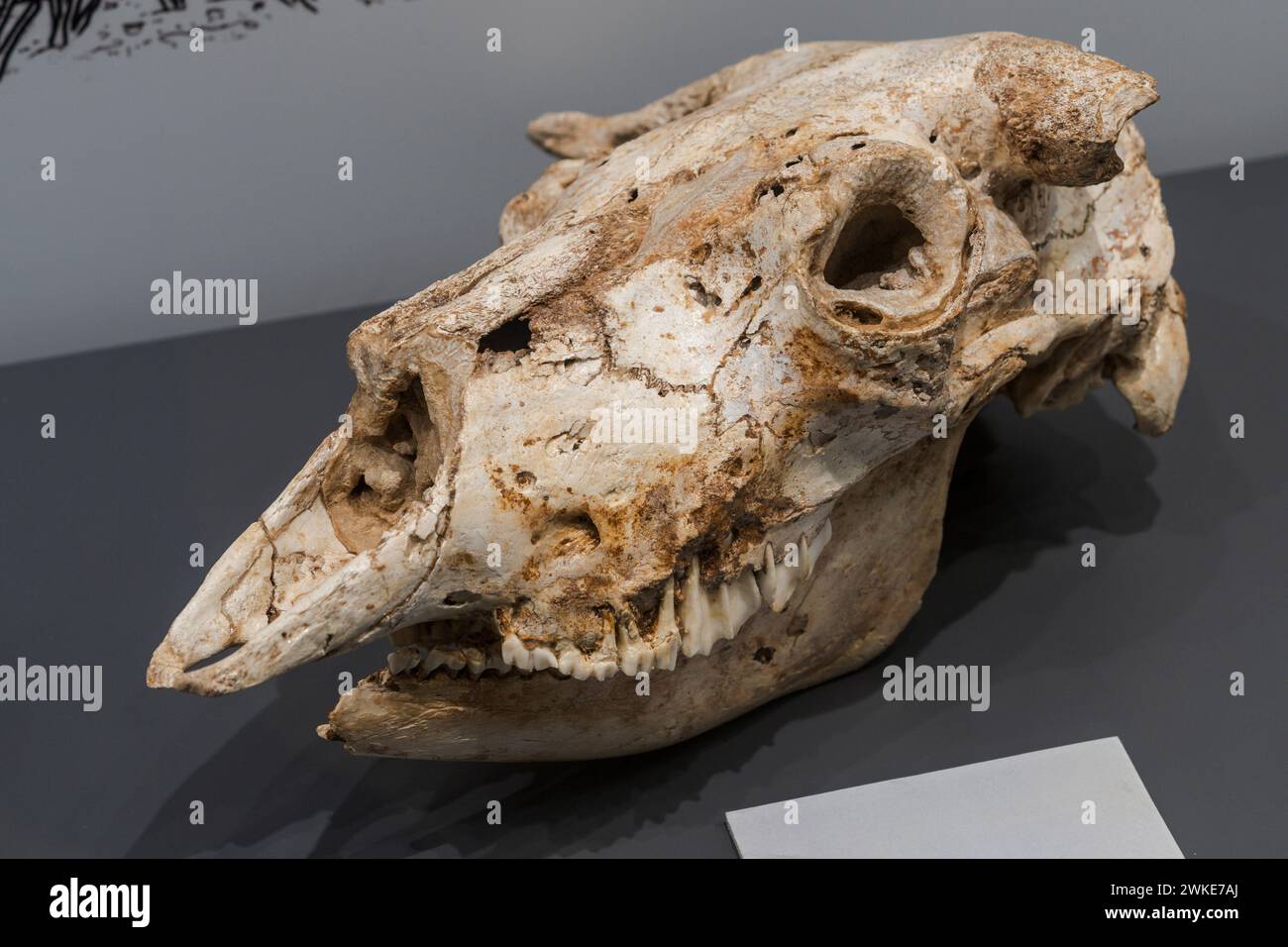 musk ox skull, Cabeza de Vaca Cave, Tresviso,Museum of prehistory and archeology (MUPAC), Santander, Cantabria, Spain. Stock Photo