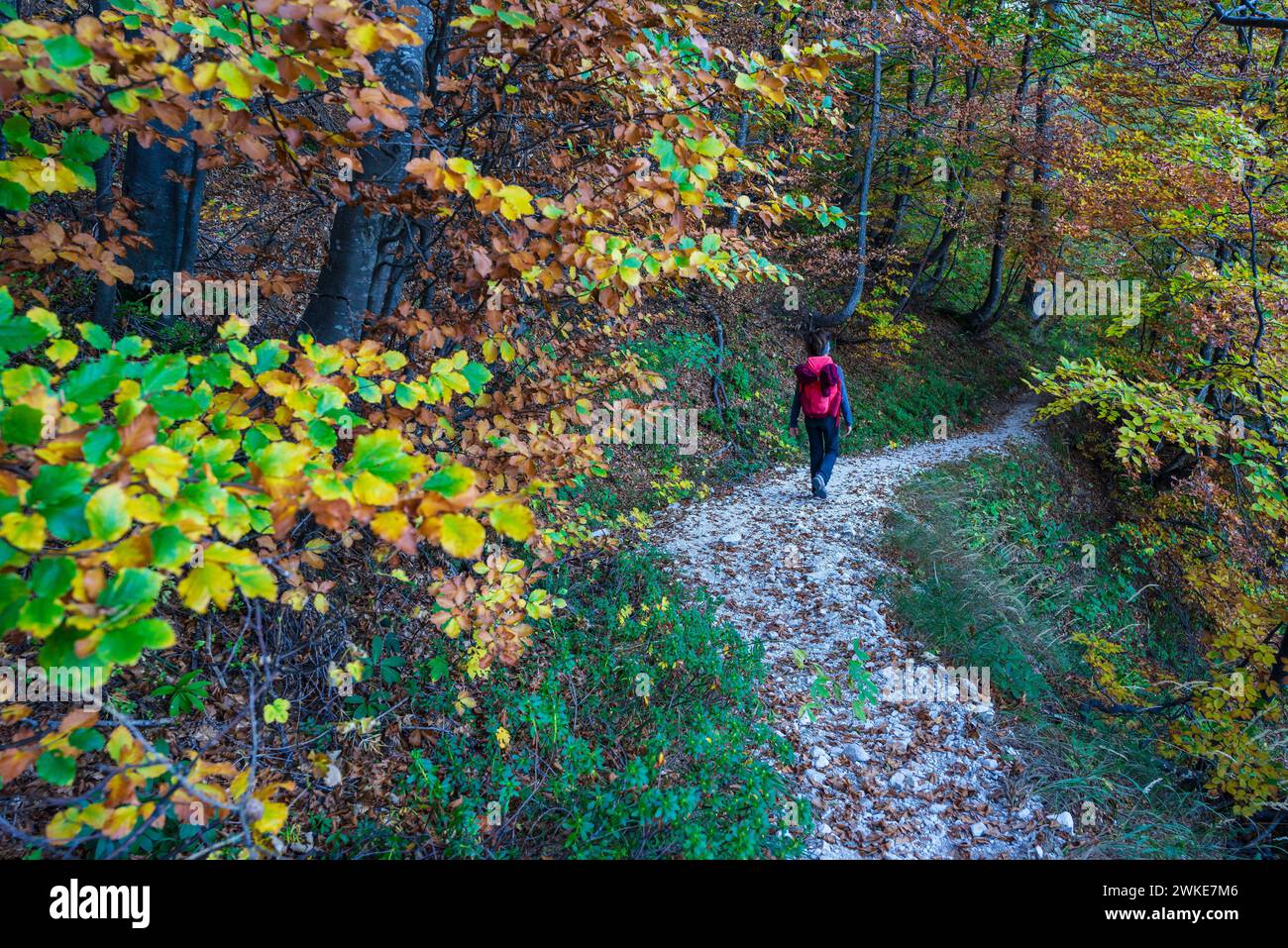 trail in Okreselj forest, julian alps, Slovenia, Central Europe,. Stock Photo
