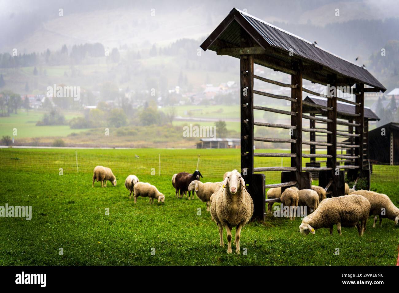 flock of sheep grazing, Podkoren, julian alps. Slovenia, Central Europe,. Stock Photo