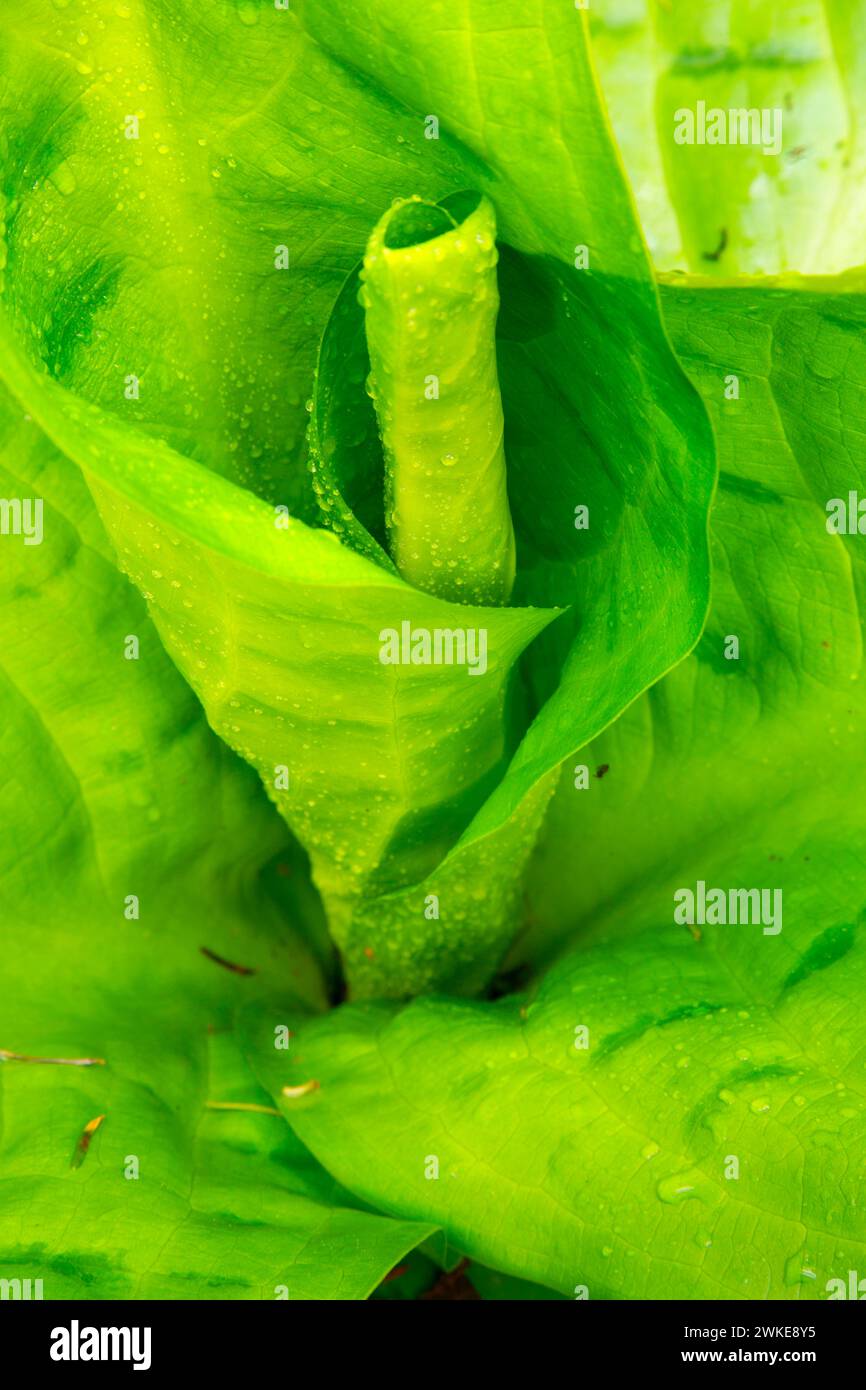 Western skunk cabbage (Lysichiton americanus) along Alsea Falls Trail