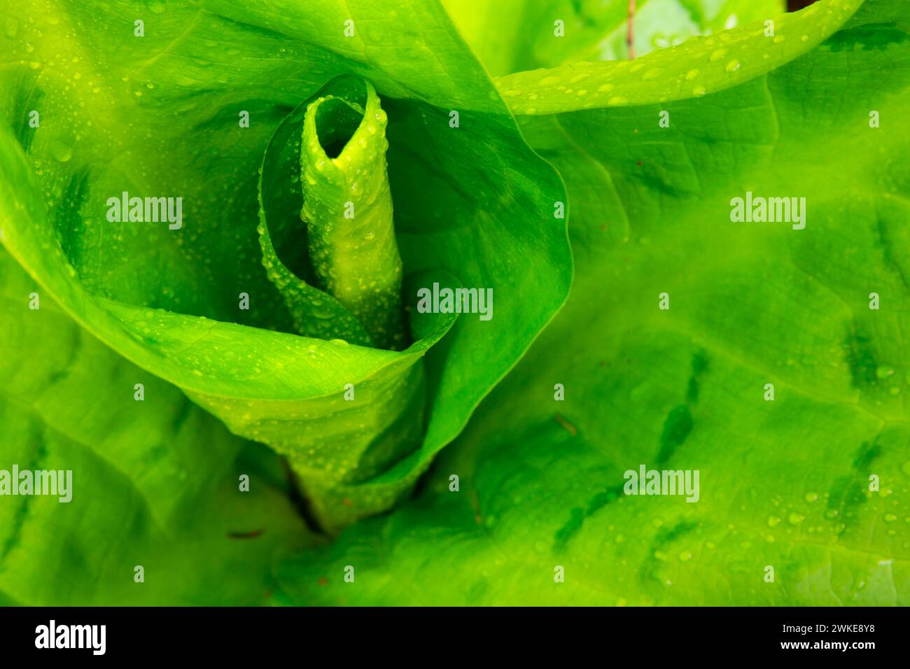 Western skunk cabbage (Lysichiton americanus) along Alsea Falls Trail