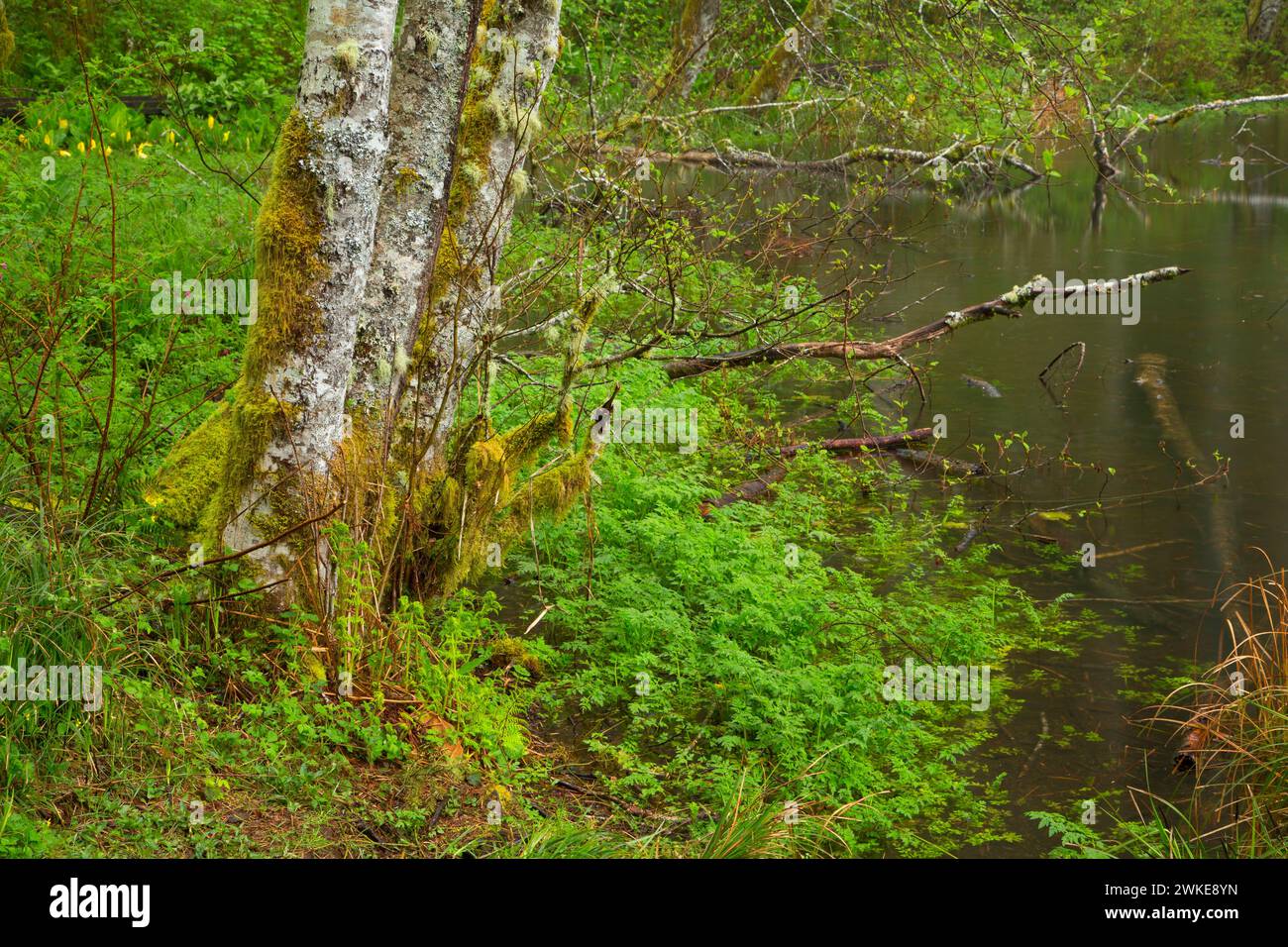 Hebo lake oregon hires stock photography and images Alamy