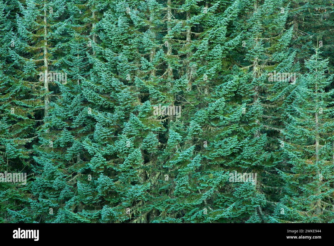 Noble fir (Abies procera), Marys Peak Scenic Botanical Area, Siuslaw National Forest, Oregon Stock Photo