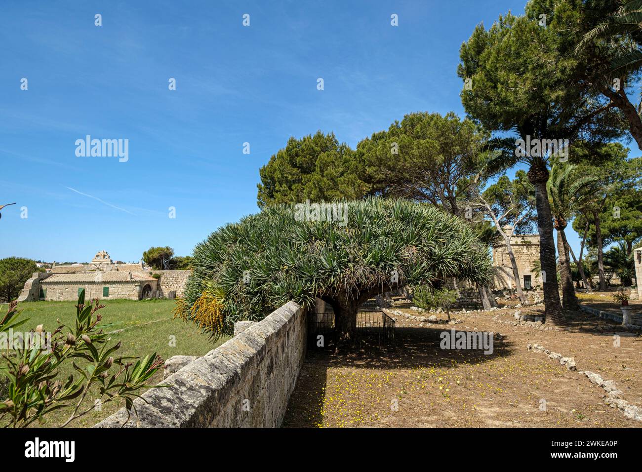 Dragó, Dracaena draco, , arbol singular catalogado, Lazareto de Mahón, Península de San Felipet, puerto de Mahón, Menorca, balearic islands, Spain. Stock Photo