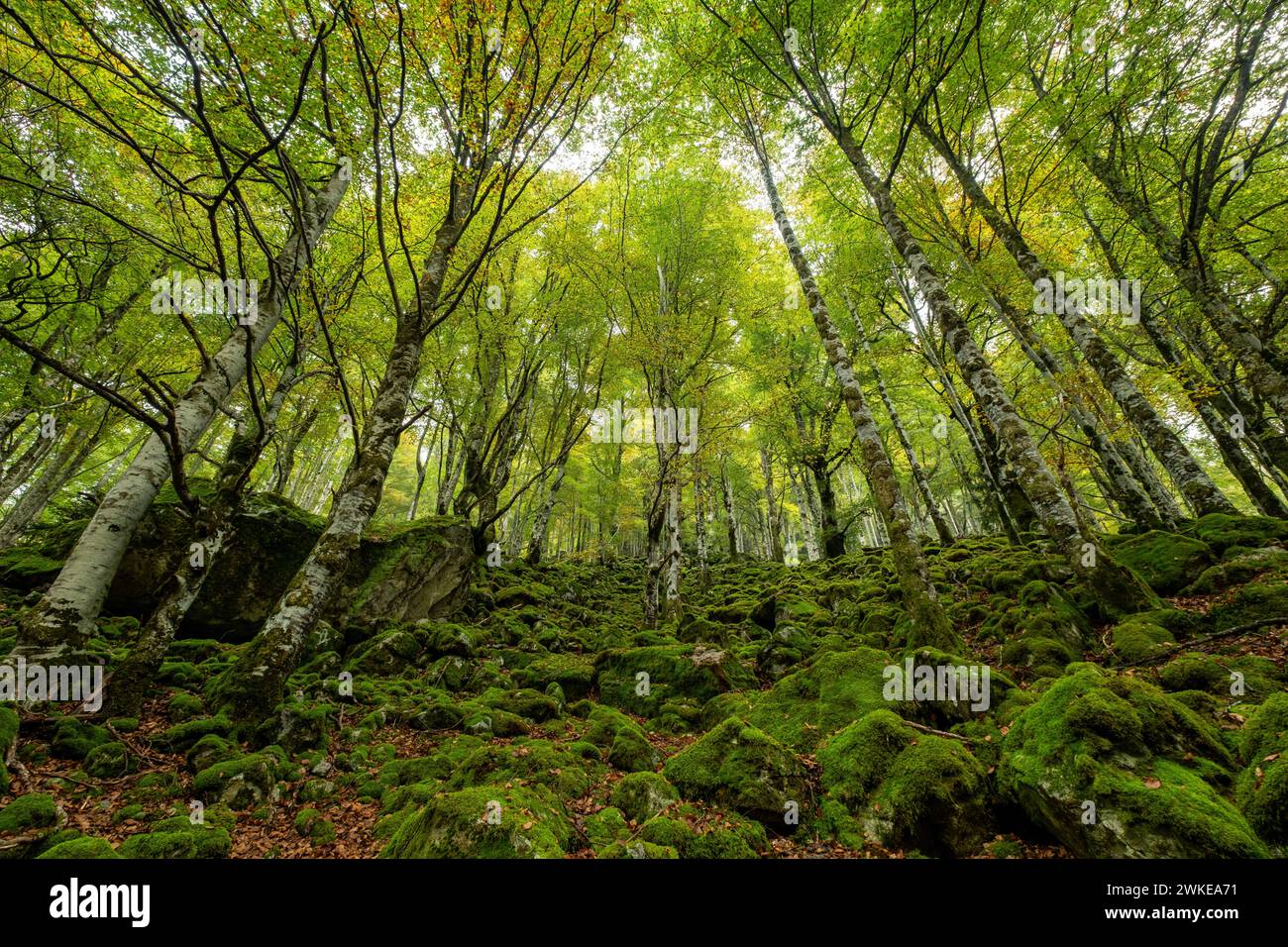 bosque de Bordes, valle de Valier -Riberot-, Parque Natural Regional de los Pirineos de Ariège, cordillera de los Pirineos, Francia. Stock Photo
