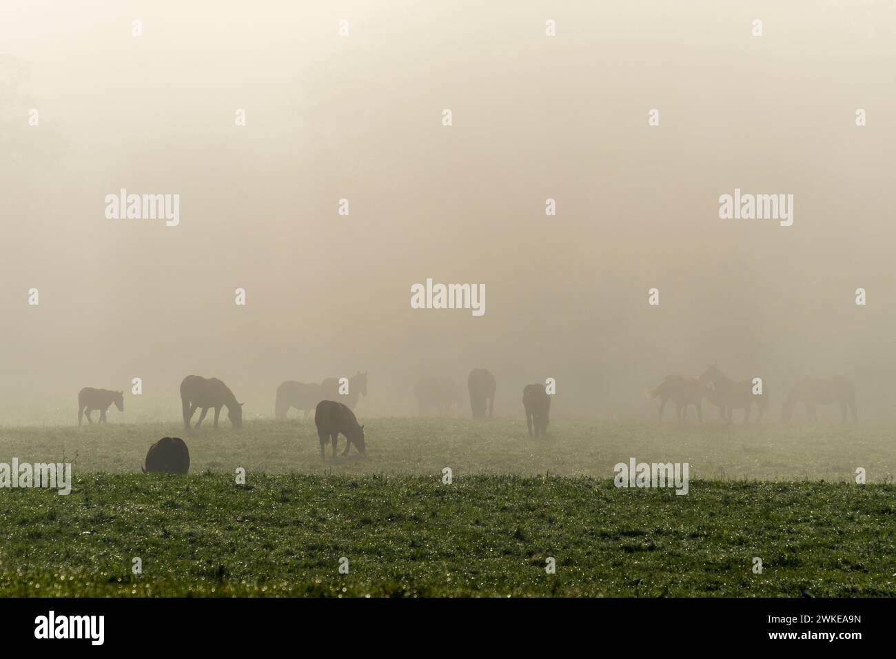 Burguete horse hires stock photography and images Alamy