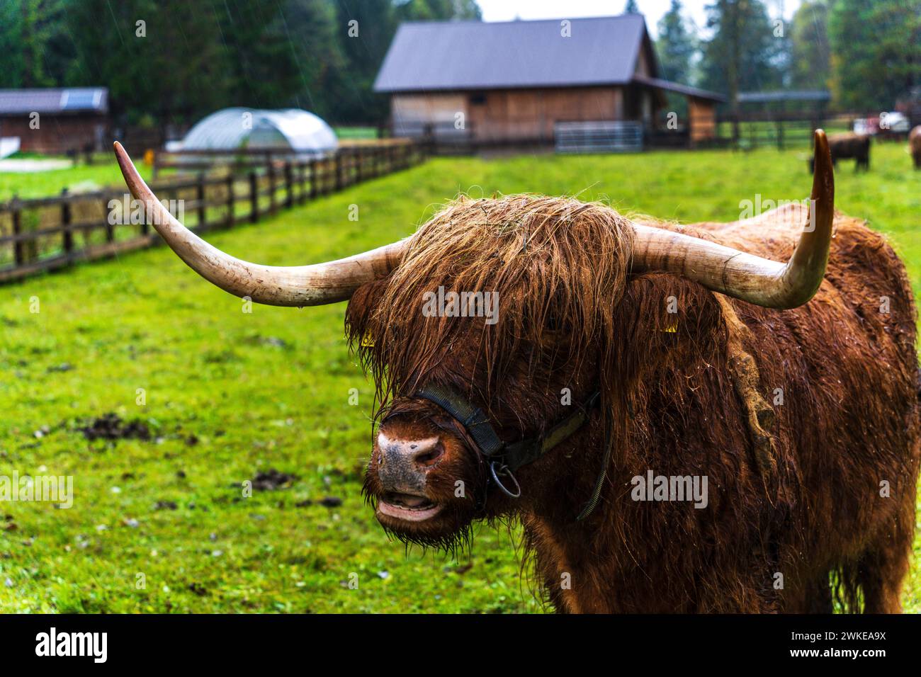 Highland cow with long hair, Kranjska Gora, julian alps. Slovenia, Central Europe,. Stock Photo