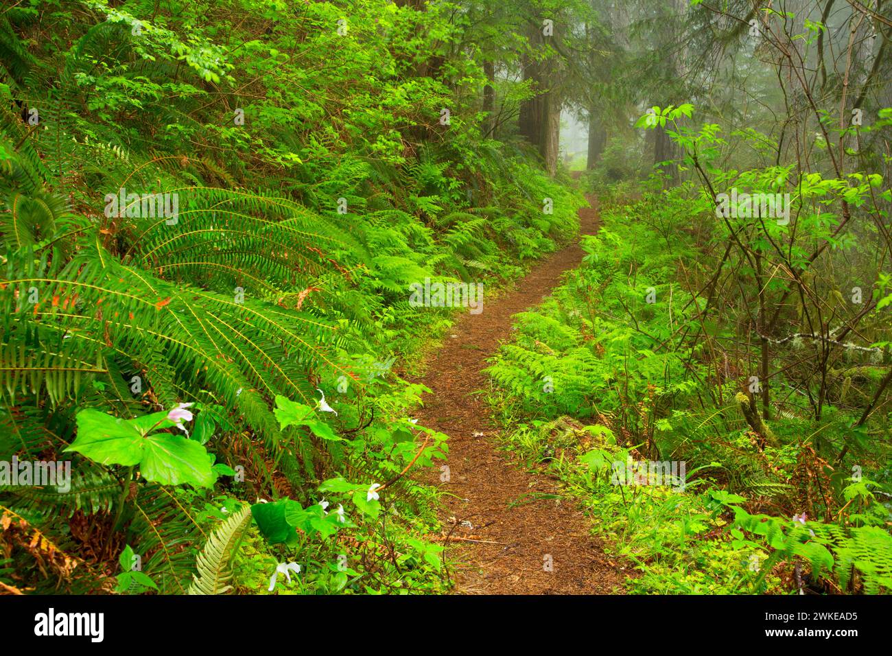 Harris Ranch Trail, Drift Creek Wilderness, Siuslaw National Forest, Oregon Stock Photo