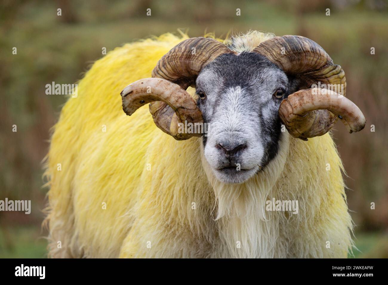 cordero semental, valle de Quiraing, Highlands, Escocia, Reino Unido. Stock Photo