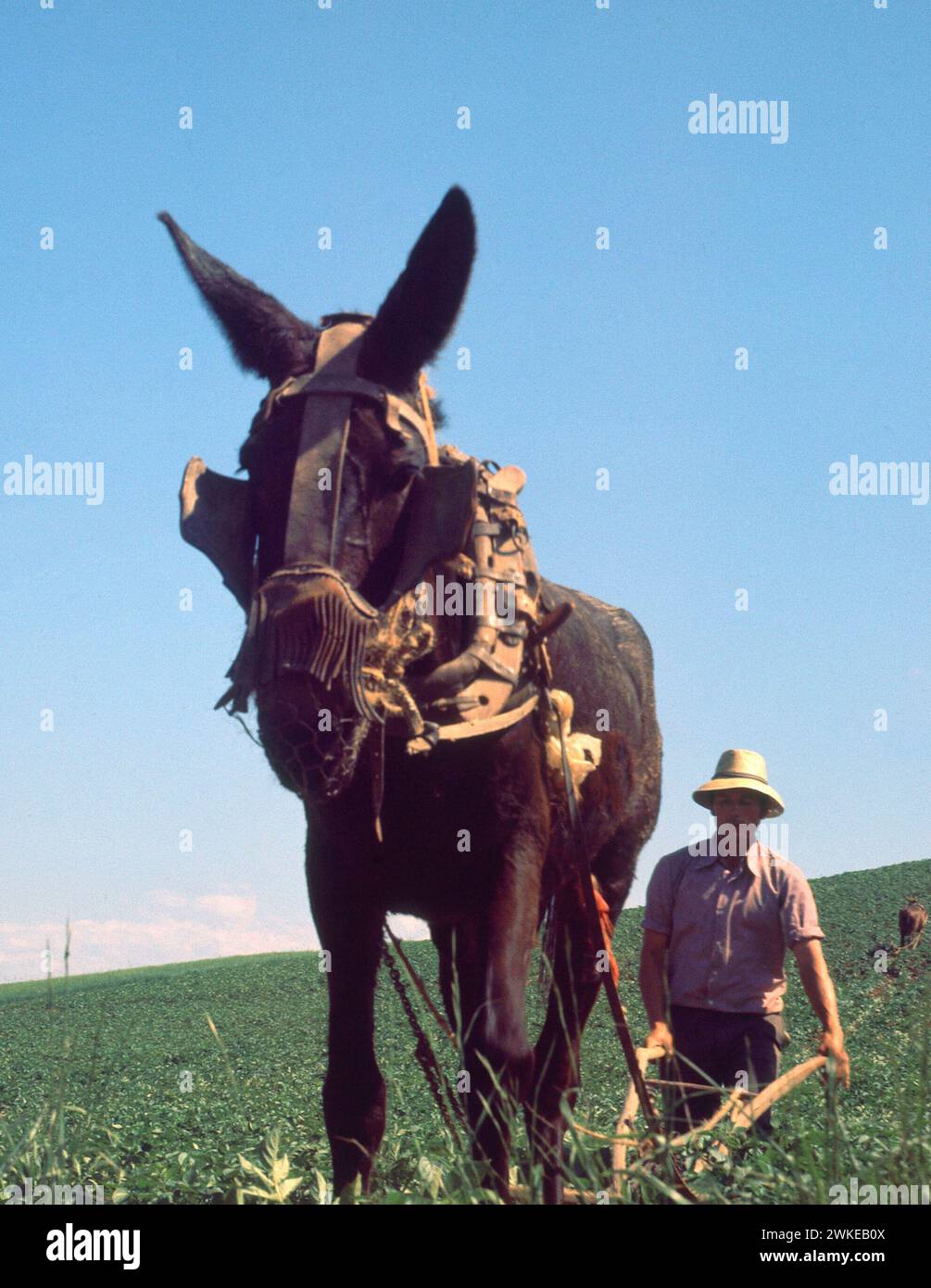 AGRICULTOR ARANDO CON MULA - FOTO AÑOS 70. Location: EXTERIOR. PROVINCIA. LA RIOJA. SPAIN. Stock Photo