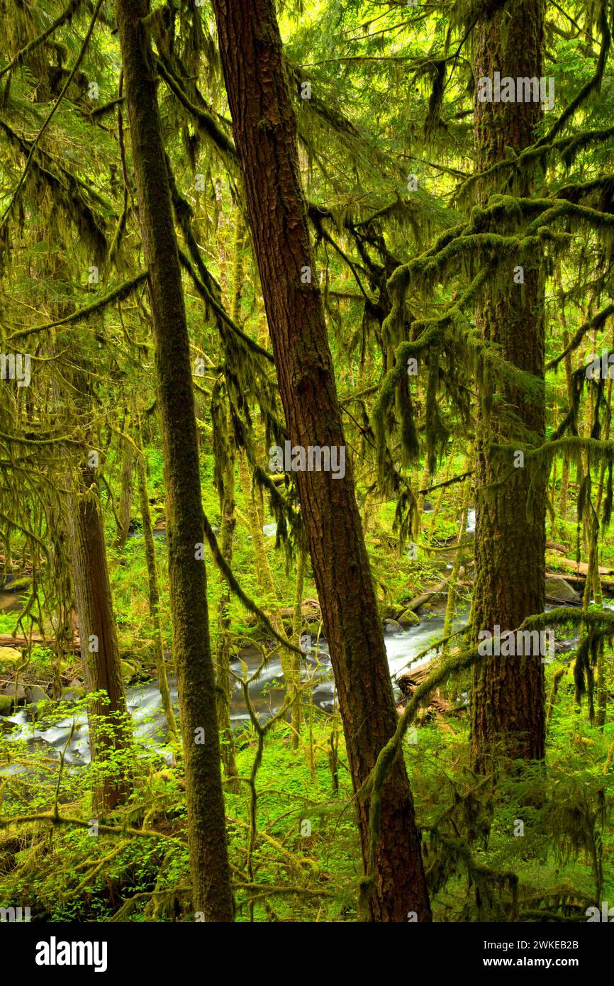 Forest along Alsea Falls Trail, Alsea Falls Recreation Site, South Fork