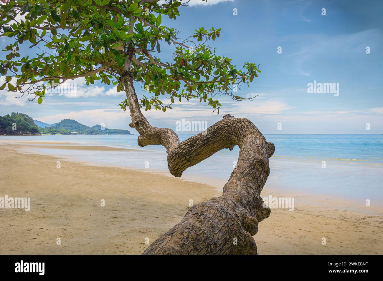 Tropical beach exotic tree turquoise hi-res stock photography and ...