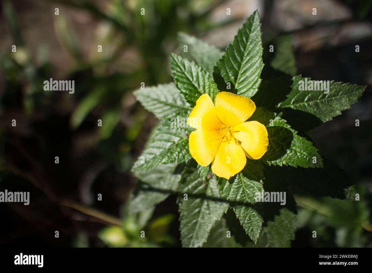 Sage Rose、Yellow Alder、Yellow Buttercups Turnera ulmifolia Turnera ulmifolia. Golden Baby Stock Photo