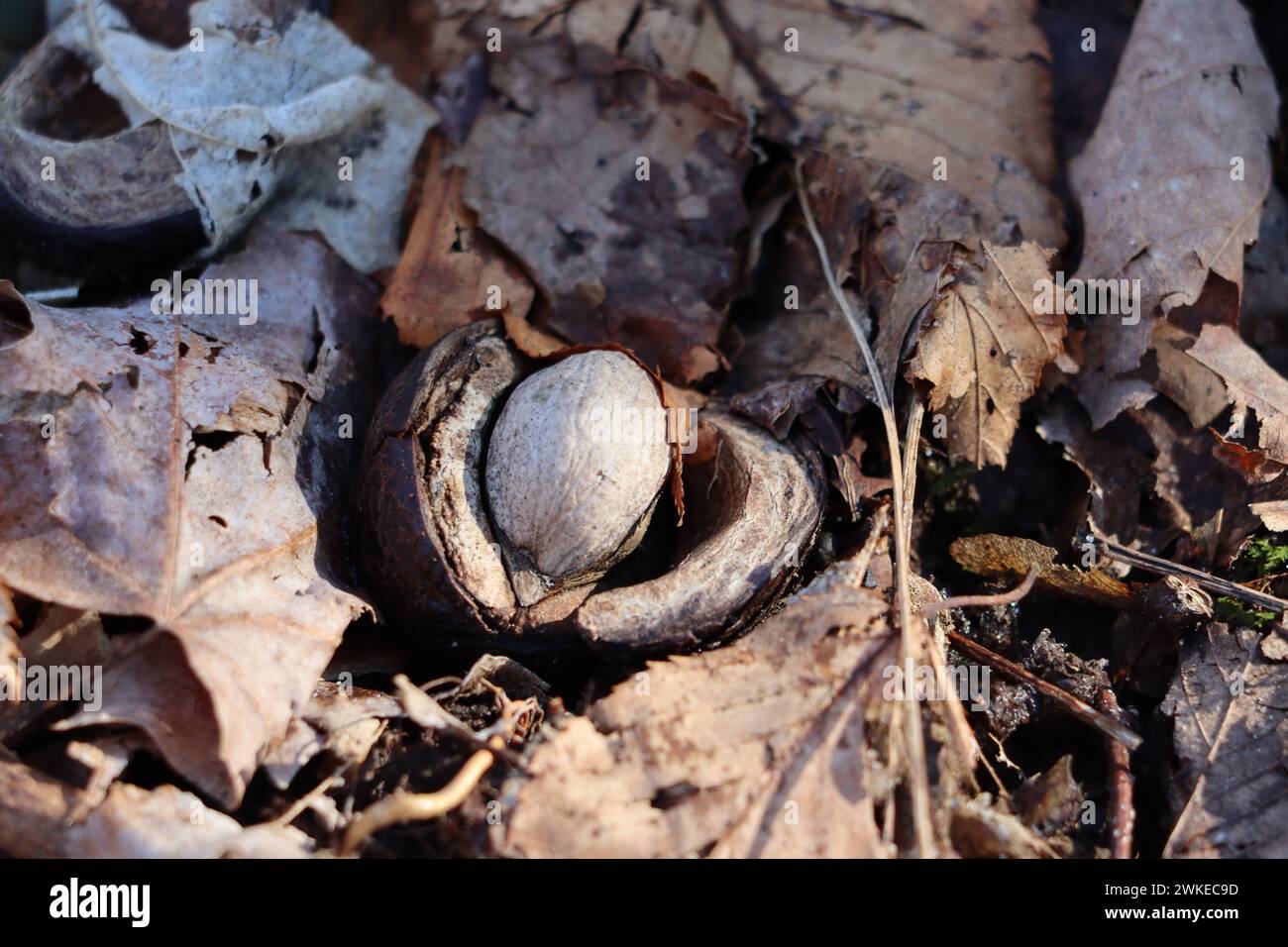 A shagbark hickory nut on the forest floor Stock Photo