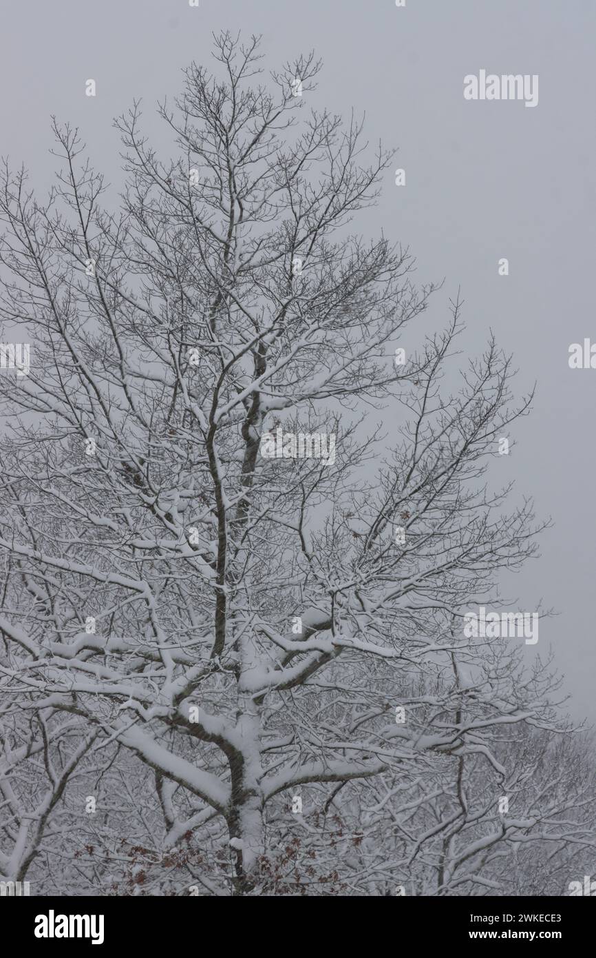 Treetop branches covered in hi-res stock photography and images - Alamy