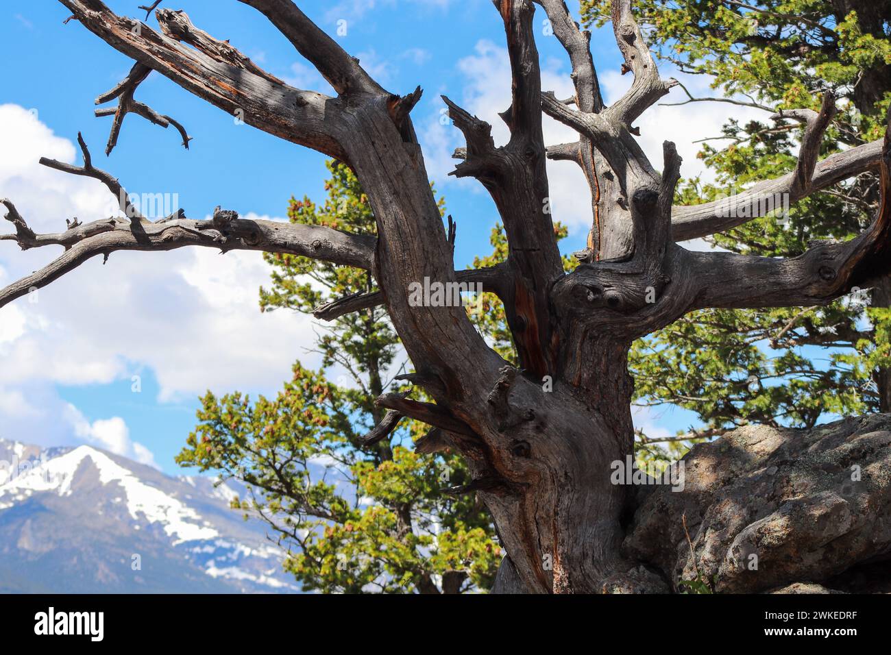 Unique Tree stumps in Colorado Mountains along hiking trails . High quality photo Stock Photo