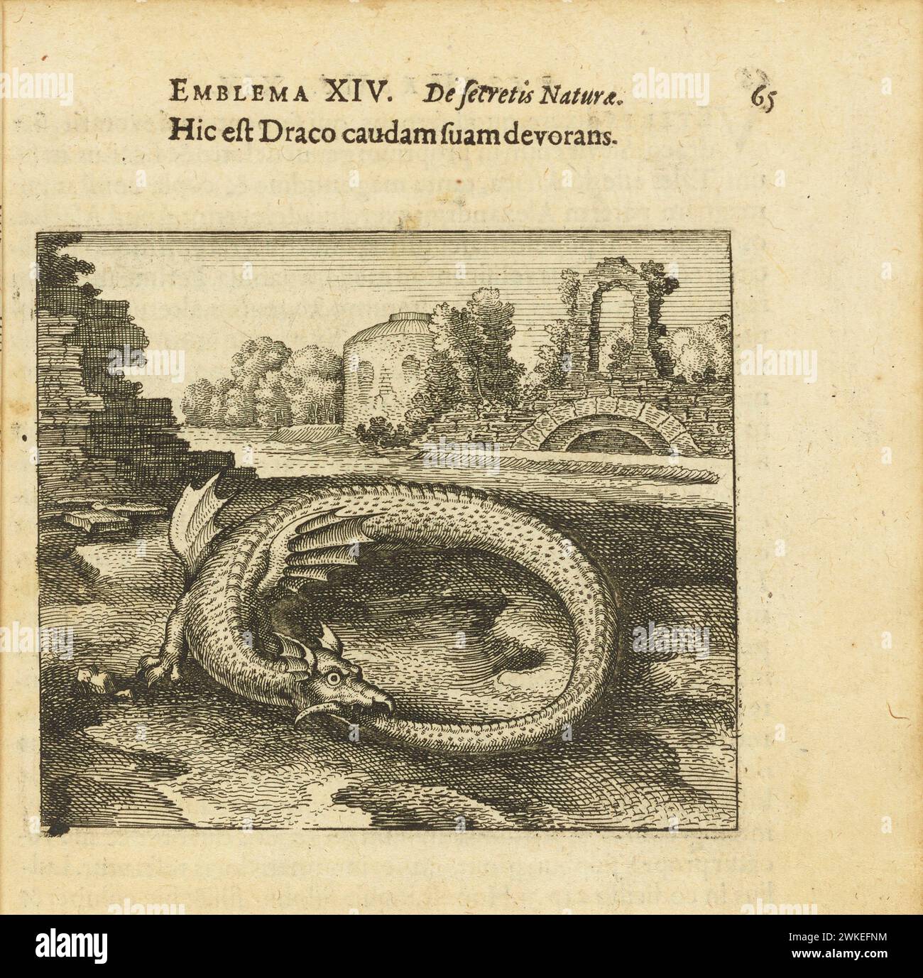 Emblem 14. Dies ist der Drache, welcher seinen eigenen Schwanz frißt. Aus 'Atalanta fugiens' von Michael Maier. Museum: Privatsammlung. Author: MATTHÄUS der Ältere MERIAN. Stock Photo