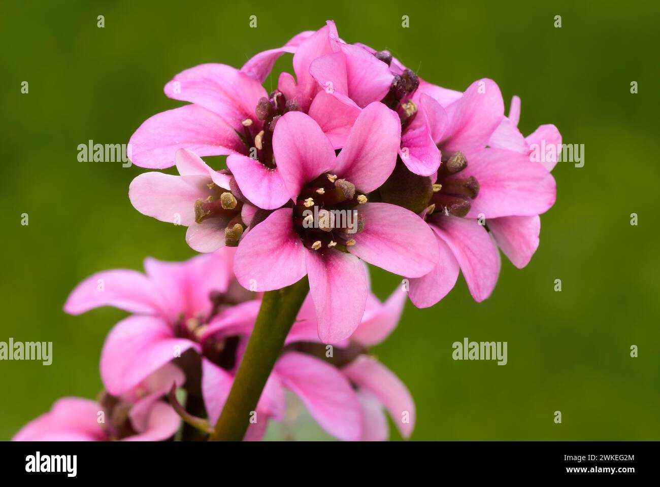 Bergenia flowers, Dragonfly sakura close up. Ornamental plant, perennial with pink petals. Isolated on green background, copy space. Trencin, Slovakia Stock Photo