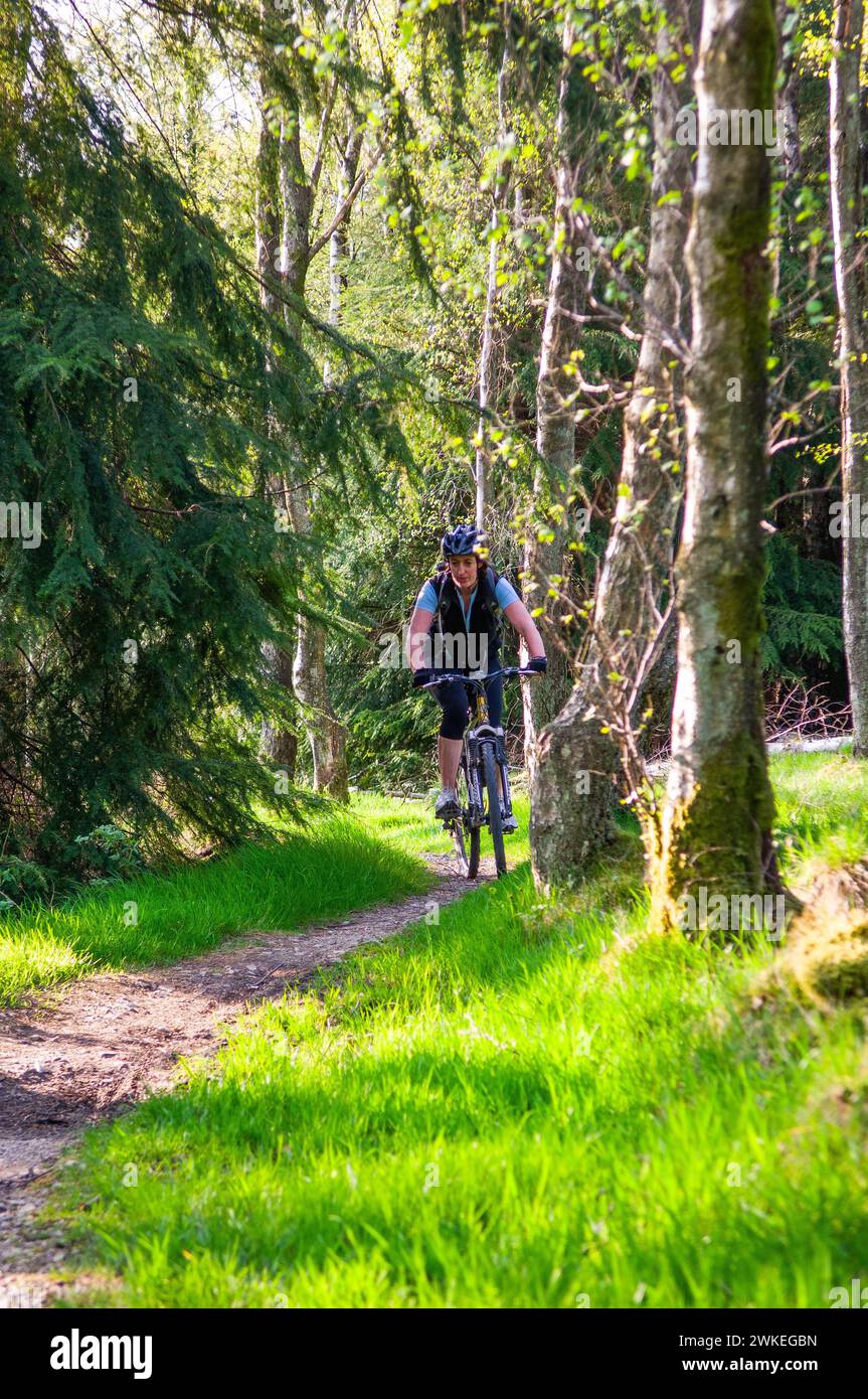 Gentle Riding Female mountain biker on a gentle ride in Gisburn Forest, Lancashire ...