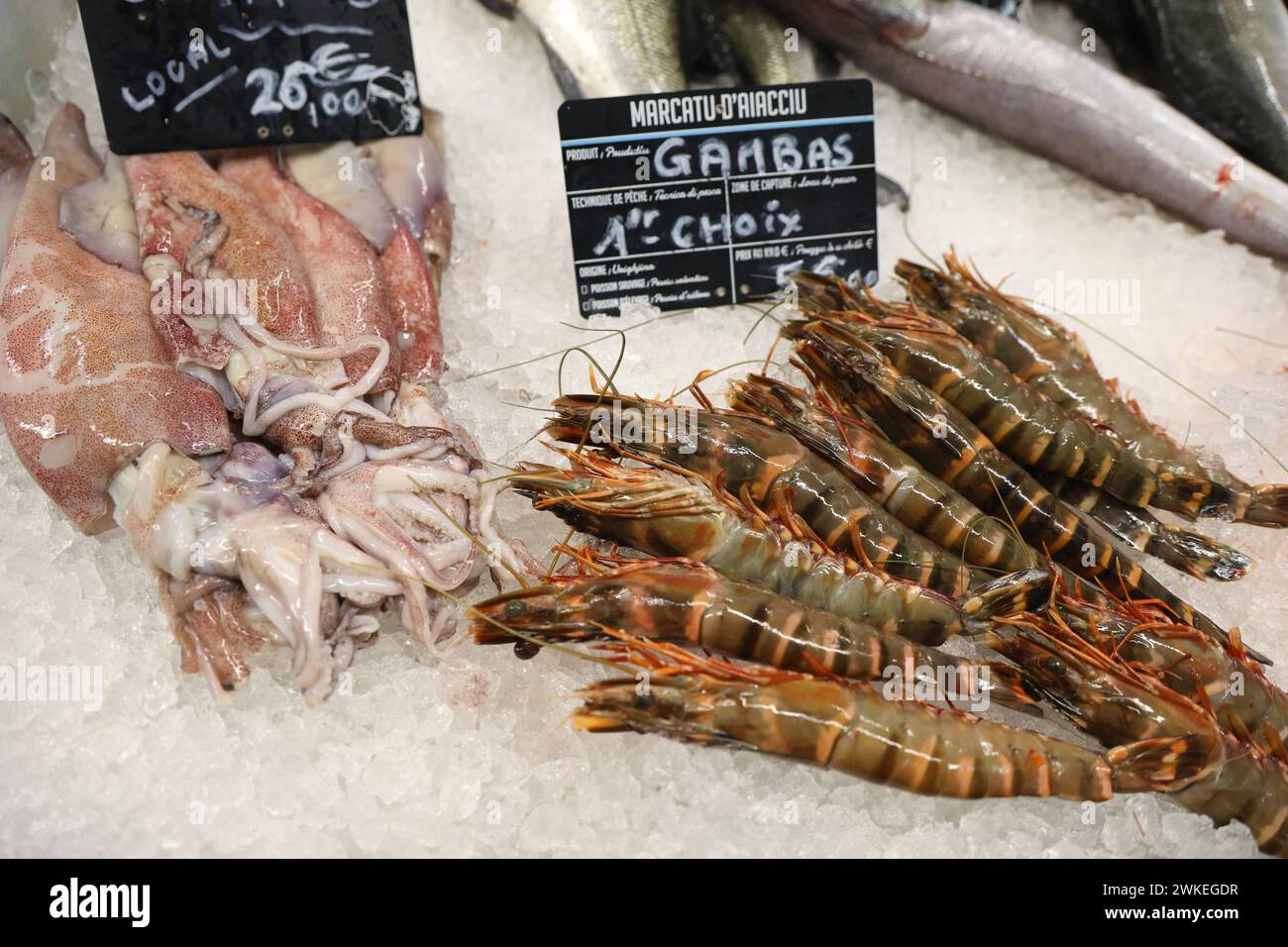 Korsika 11.02.2024, Ajaccio, Fischmarkt, Tintenfische / Kalamare und ...