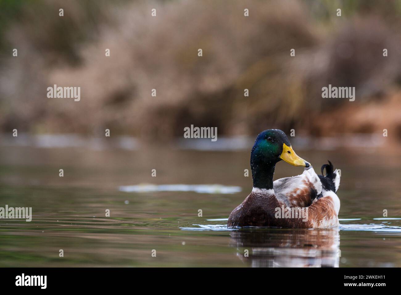 Cala Murada, ducks in Torrent des Fangar, Manacor, Majorca, Balearic Islands, Spain. Stock Photo