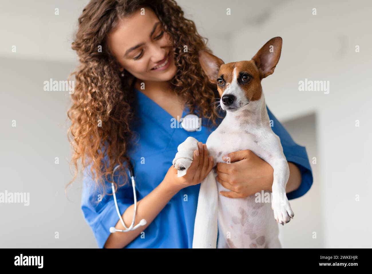 Vet wrapping Jack Russell's paw, both calm and attentive Stock Photo