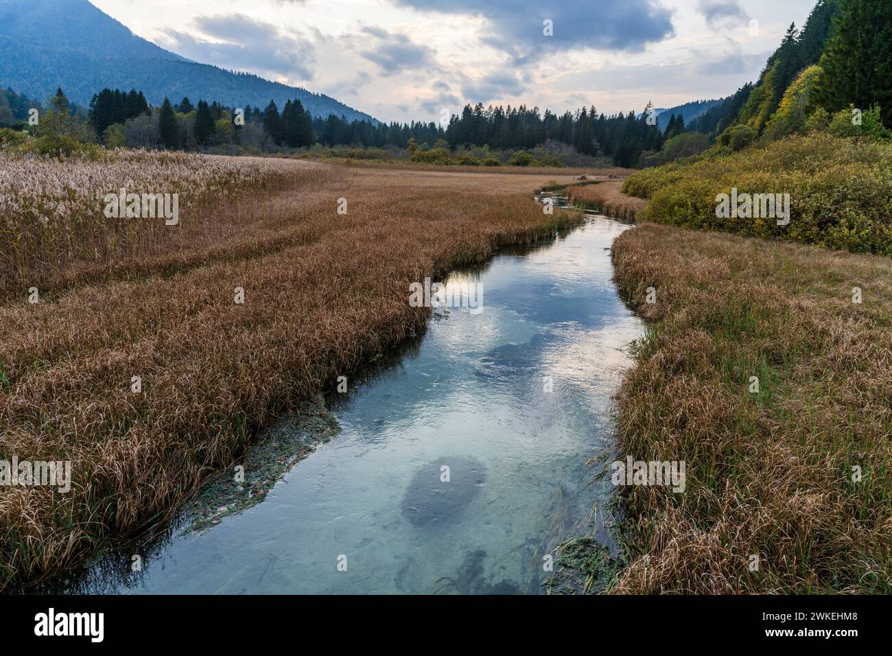 Zelenci Nature Reserve, Drni Swamp, Triglav National Park, Julian alps. Slovenia, Central Europe,. Stock Photo